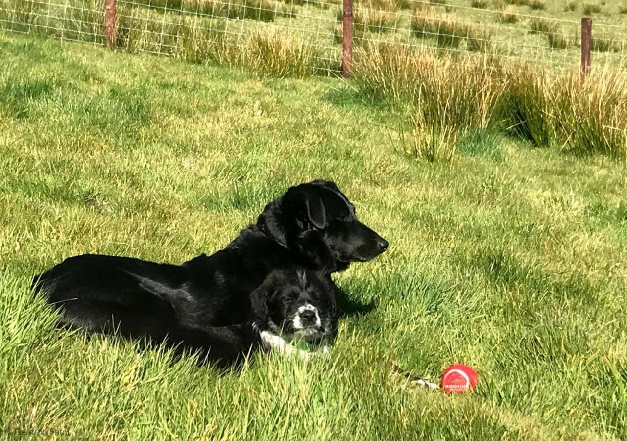 Dog Friendly Cottage, Geufron Farm Near Tywyn Bryn-crug Kültér fotó